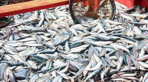 UE e Cabo Verde renovam acordo que permite pesca a Portugal, Espanha e França até 2029