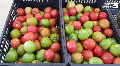 Porto Novo/Ribeira Fria: Agricultores almejam aumentar produção do tomate graças aos investimentos no combate à praga 