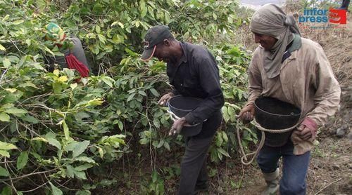 Mosteiros: Desencravamento das zonas de cultivo do café é uma das apostas da câmara municipal