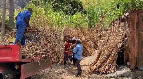 Porto Novo: Produtores de grogue insistem na antecipação do início da safra de cana sacarina para Dezembro
