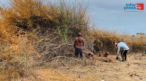 Fundação Maio Biodiversidade promove corte de acácias no Parque Natural do Norte 