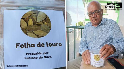 Fogo: Técnico ambiental inicia produção experimental de folha de louro para comercialização