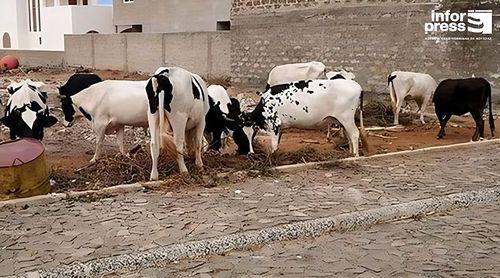 Câmara da Praia inicia este mês plano de fiscalização e apreensão de animais na via pública