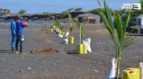 São Nicolau: Câmara do Tarrafal realiza plantação de árvores para assinalar Dia Mundial do Meio Ambiente