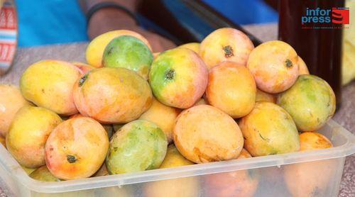 Porto Novo: ADIRP lamenta problema de mercado para a produção de mangas