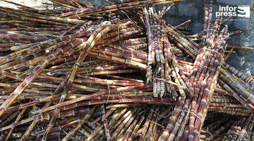 Porto Novo/Ribeira das Patas: Agricultores perspectivam término da safra de cana de açúcar antes do prazo legal