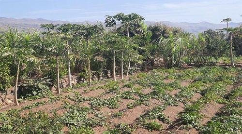Porto Novo: Agricultores em Casa de Meio com perdas à volta dos 70 % da produção devido a pragas – associação