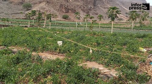 Porto Novo: Ribeira dos Bodes assinala dia da santa padroeira com requalificação da estrada no centro das atenções