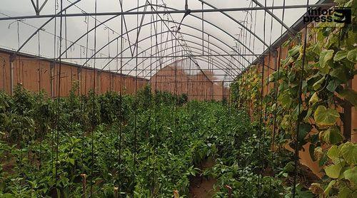 São Nicolau: Governo apresenta programa de 185 mil contos de Incentivos para o Cultivo Protegido - Estufas Agrícolas
