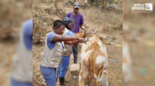 Brava: Cerca de 630 animais já foram desparasitados no âmbito do projecto Pastoria sustentável da Associação Biflores