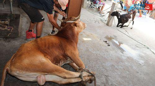 São Filipe: Tradição da matança de animais com pouca participação de pessoas