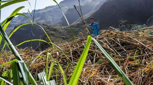 Porto Novo: Safra de cana de açúcar e industrialização do grogue na recta final – agricultores prometem cumprir prazo legal