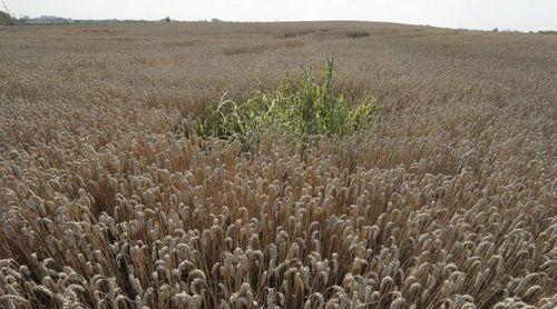 Menor colheita de cereais este ano na Ucrânia terá repercussões globais
