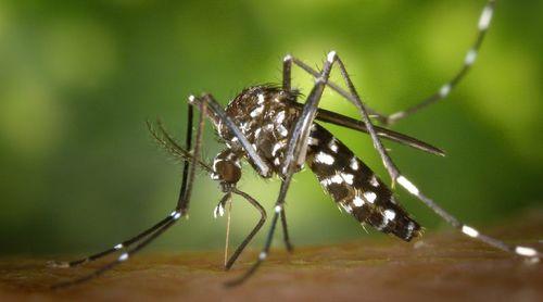 Dengue: Ministério da Saúde confirma dois óbitos em Cabo Verde