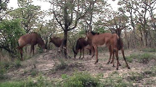   Palanca negra gigante continua criticamente em perigo de extinção