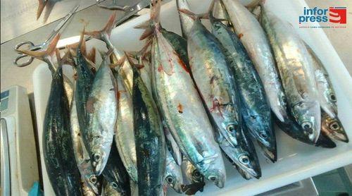 Porto Novo: Associação de pescadores destaca importância do centro de processamento do pescado 