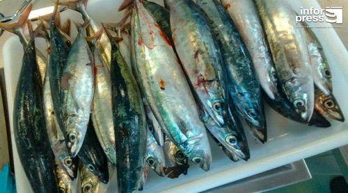 Porto Novo: Associação de pescadores espera renovar contrato com Ficase para abastecer cantinas