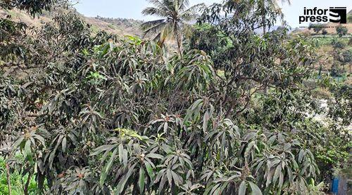 Santa Catarina: Agricultores de Boa Entrada clamam por intervenção urgente no combate às pragas e mais investimentos (c/áudio)