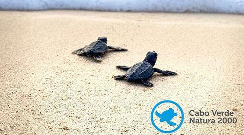Boa Vista : Les ONG enregistrent plus de 35 000 nids de tortues et relâchent plus de 27 000 jeunes en septembre