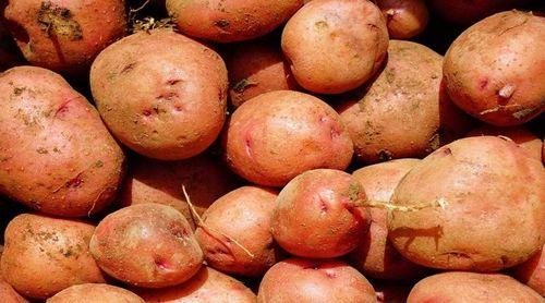 Porto Novo/Martiene: Produtores iniciam colheita de batata comum com preocupação à volta do mercado 