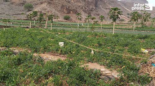 Porto Novo: Actividade agrícola na Ribeira dos Bodes condicionada por ventos fortes nos últimos dias – agricultores 