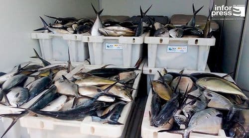 Porto Novo: Associação de pescadores confirma montagem em breve de dez unidades de tratamento e processamento do pescado 